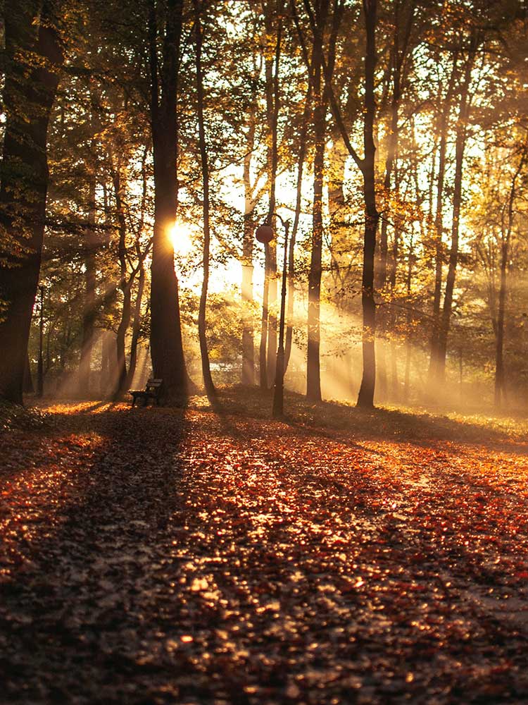 trees during autumn