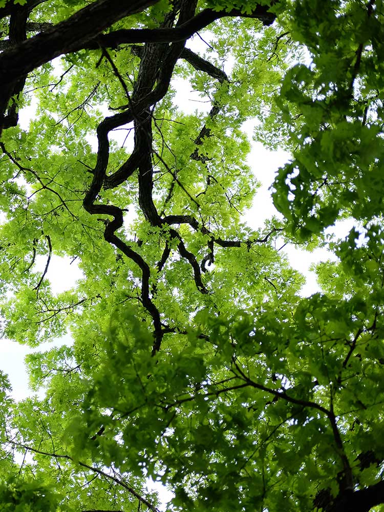 viewing tree branches from below